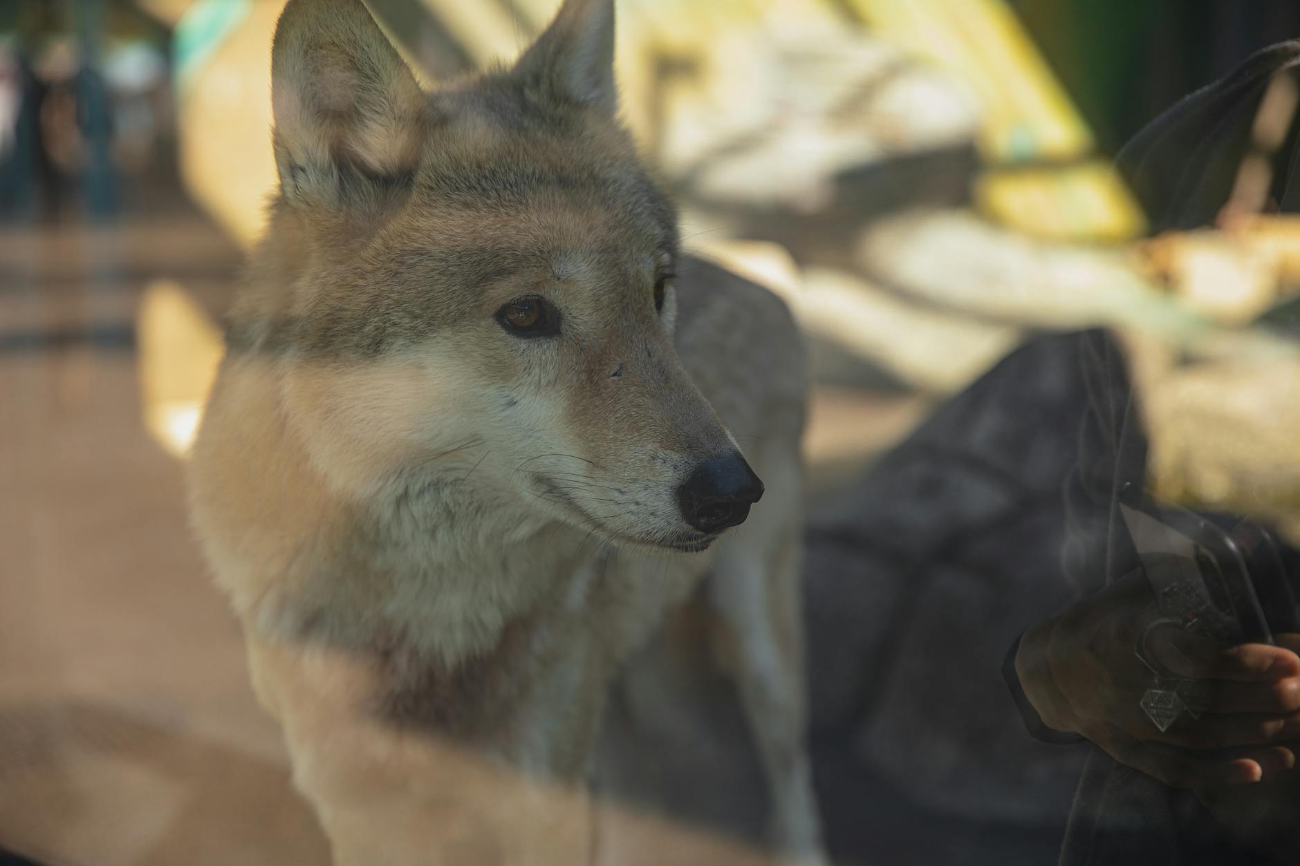 Grauer Wolf, Der Im Glasgehäuse Im Zoo Steht