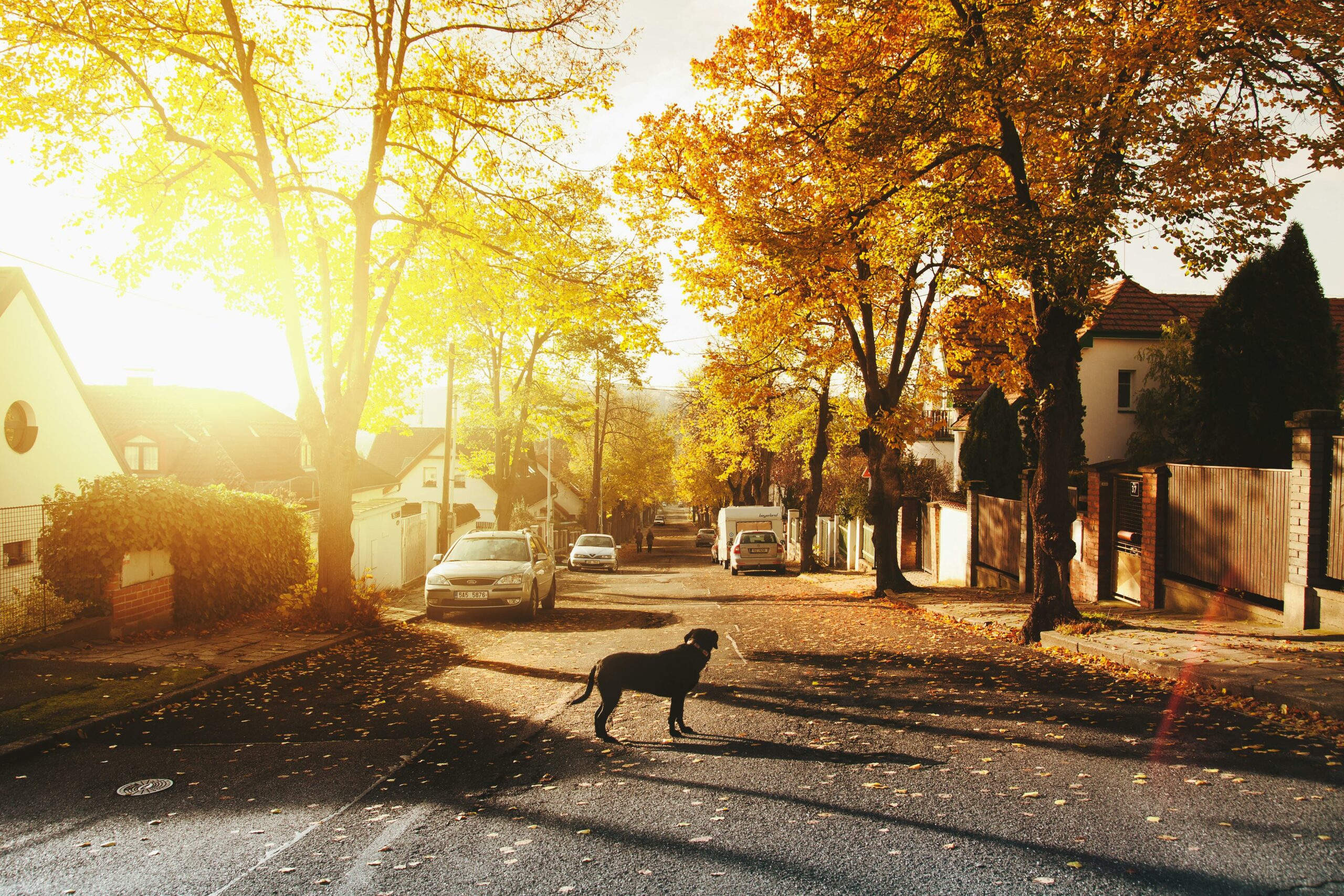 Hund Auf Betonstraße